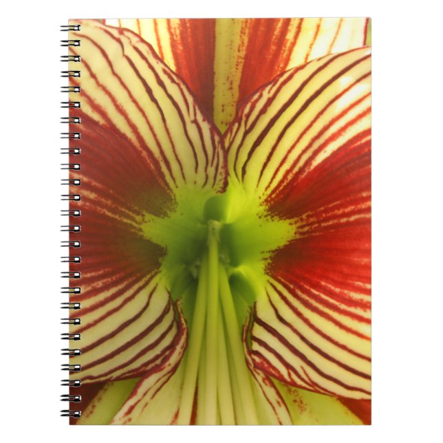 Butterfly Amaryllis Notebook (Front)