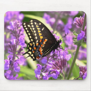 Butterfly - American Swallowtail on Kit Cat flower Mouse Pad