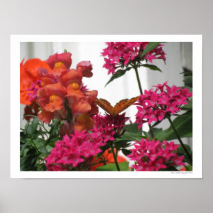 Butterfly Among Pink and Orange Flowers Poster
