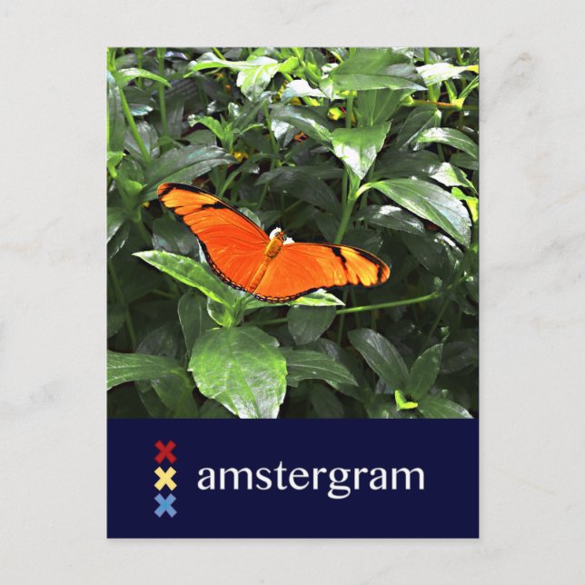 Butterfly Amstergram Postcard (Front)