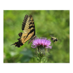 Butterfly and Bee Photo Print