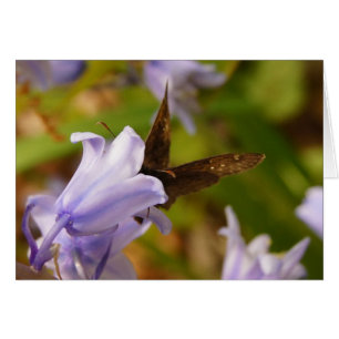 Butterfly and Bluebells