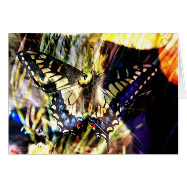 Butterfly and cat collage (Front Horizontal)