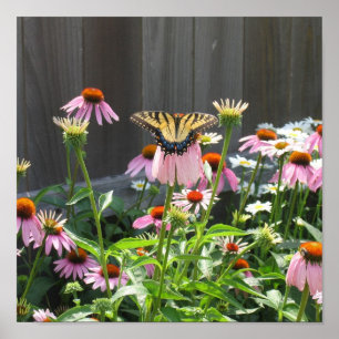 Butterfly and Cone Flowers Poster