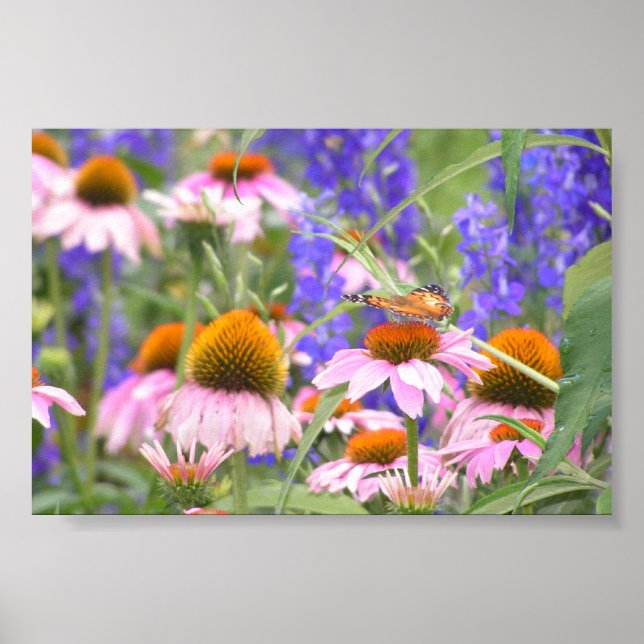 Butterfly and Daisies Poster (Front)