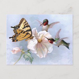 Butterfly and Hummingbirds Postcard