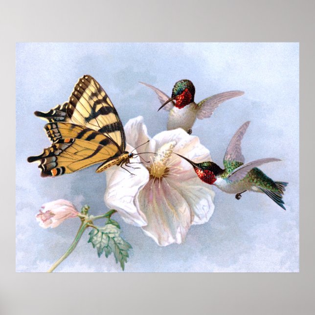 Butterfly and Hummingbirds Poster (Front)