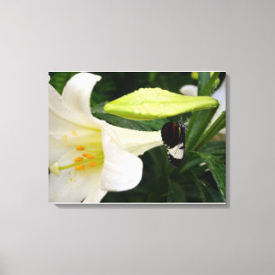 Butterfly and Lily Canvas Print