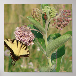 Butterfly and Milkweed Poster