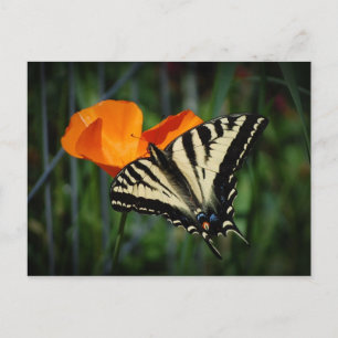 Butterfly And Orange California Poppy Postcard