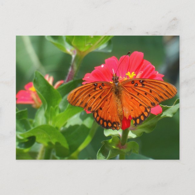 Butterfly and Pink Flower Postcard (Front)