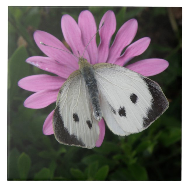 Butterfly and Pink Flower Tile (Front)