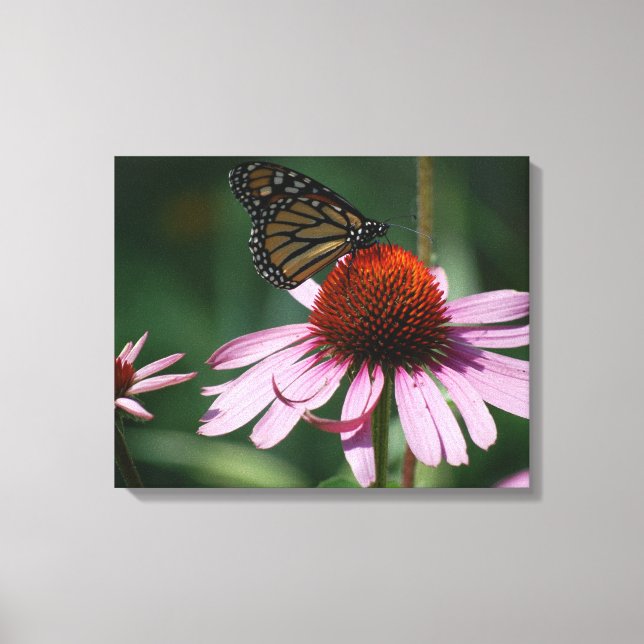 Butterfly and Purple Cone Flower Canvas Print (Front)