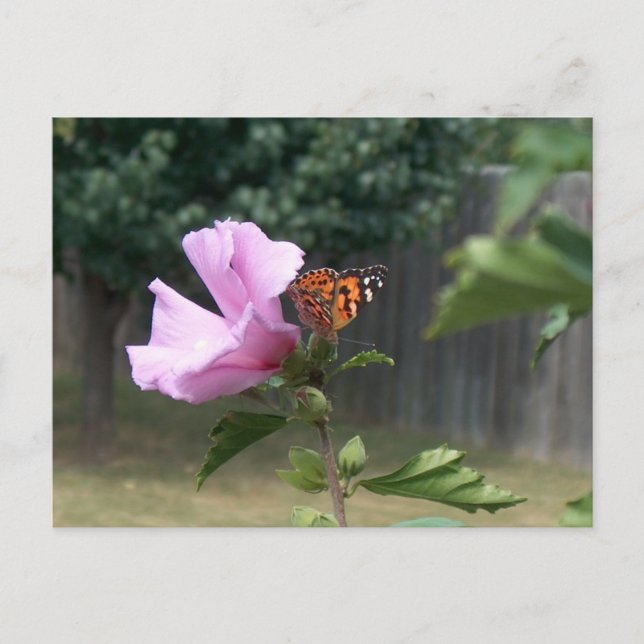 Butterfly and Rose of Sharon Postcard (Front)