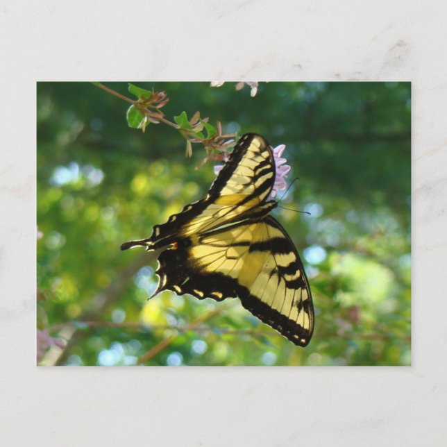 Butterfly and Sky Postcard (Front)