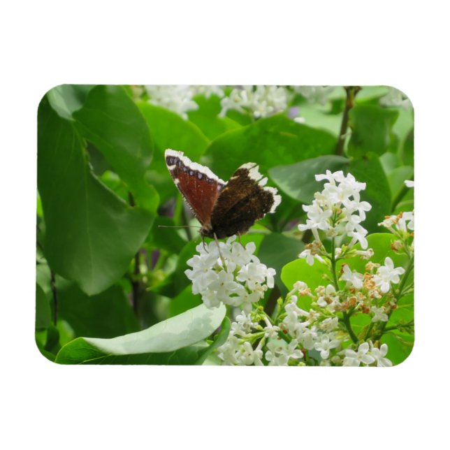 Butterfly and Spring Lilac Magnet (Horizontal)