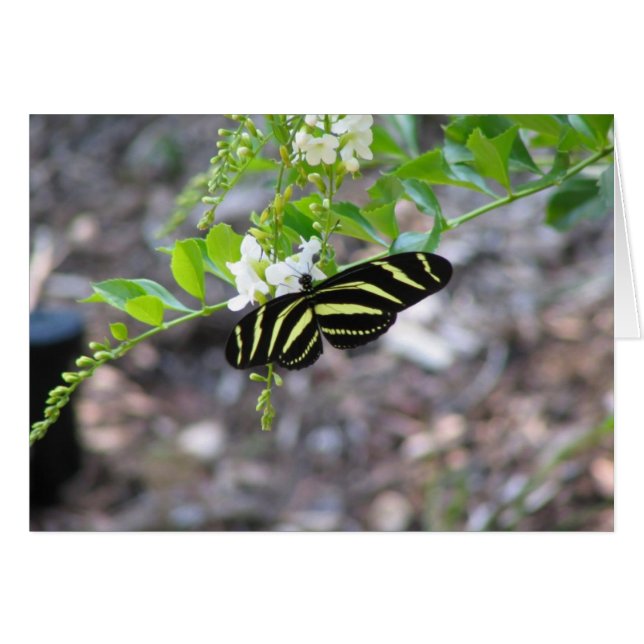 Butterfly at Rest (Front Horizontal)