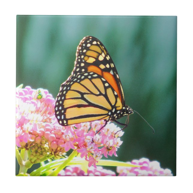 Butterfly Beauty Decorative Tile (Front)