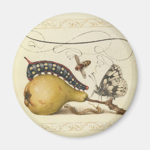 Butterfly Bee Fruit Insect Illustration Magnet