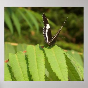 Butterfly Black White Butterflies Poster