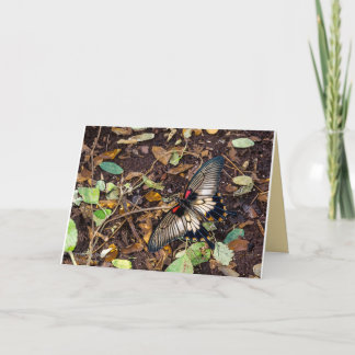 Butterfly Blank Note Card