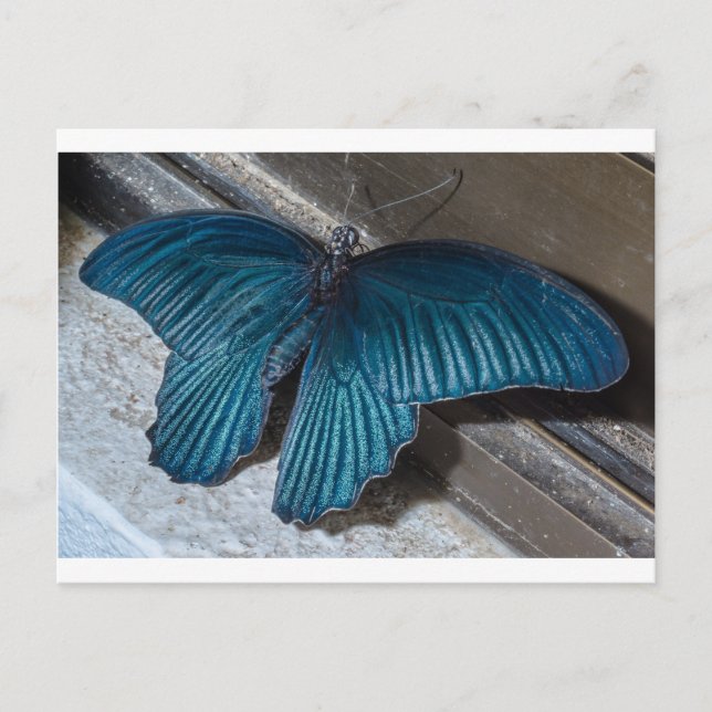 butterfly blue insect flying beautiful wings postcard (Front)