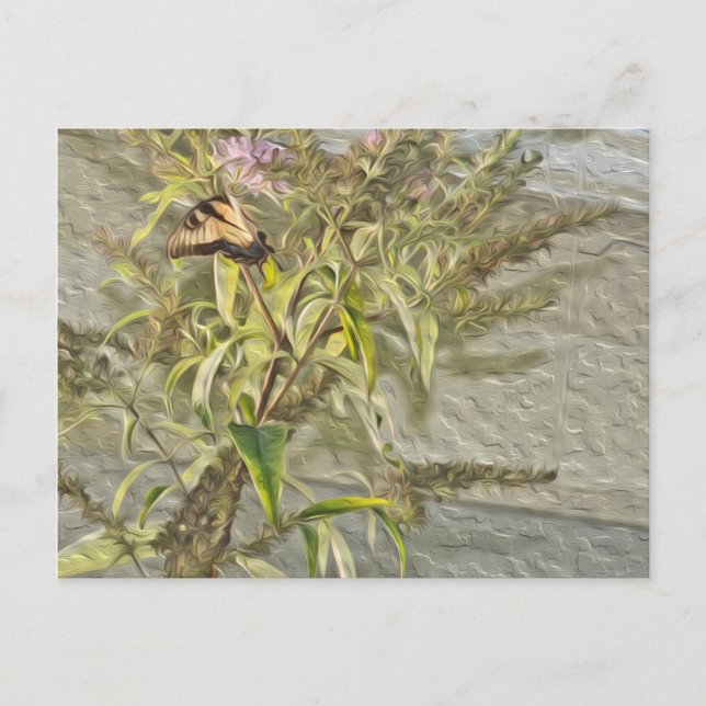 Butterfly Bush 1 Postcard (Front)