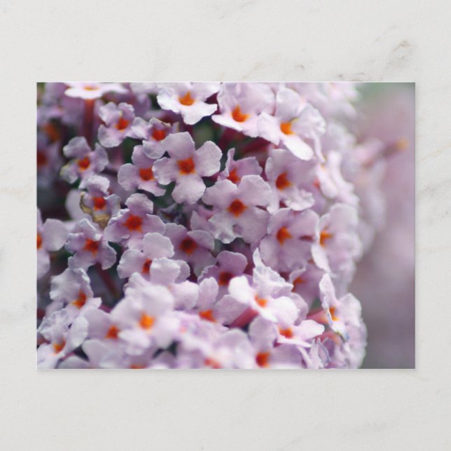 Butterfly-bush Postcard (Front)