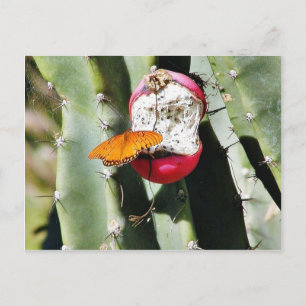 Butterfly Butterflies Cactus Postcard