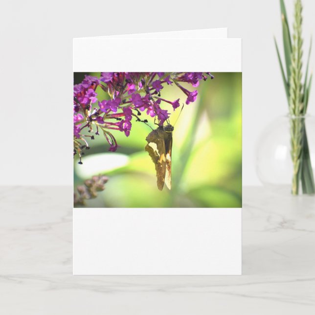 Butterfly, card (Front)