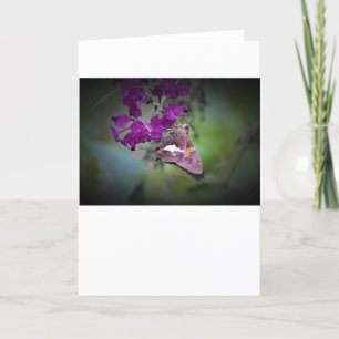 Butterfly, card