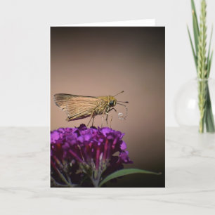 Butterfly, card