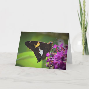 Butterfly, card