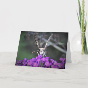 Butterfly, card