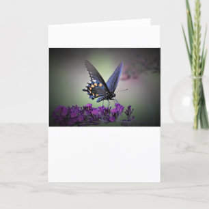 Butterfly, card