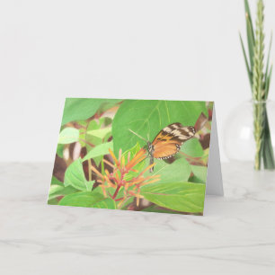 Butterfly Card