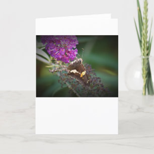 Butterfly, card