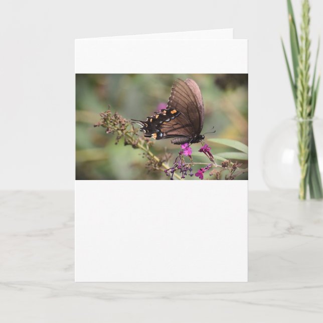 Butterfly, card (Front)