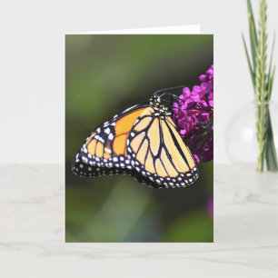 Butterfly, card