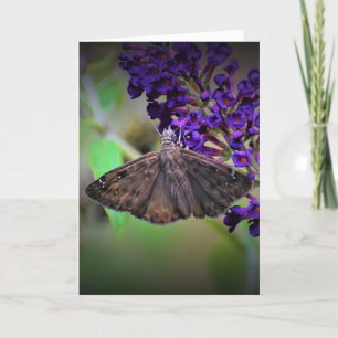 Butterfly, card