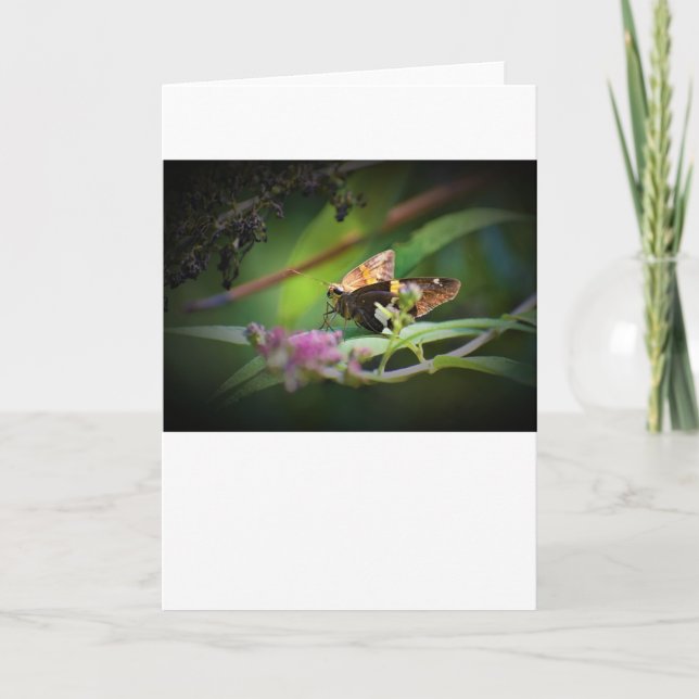 Butterfly, card (Front)