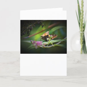 Butterfly, card