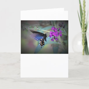 Butterfly, card