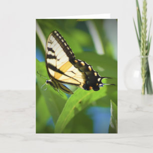 Butterfly, card