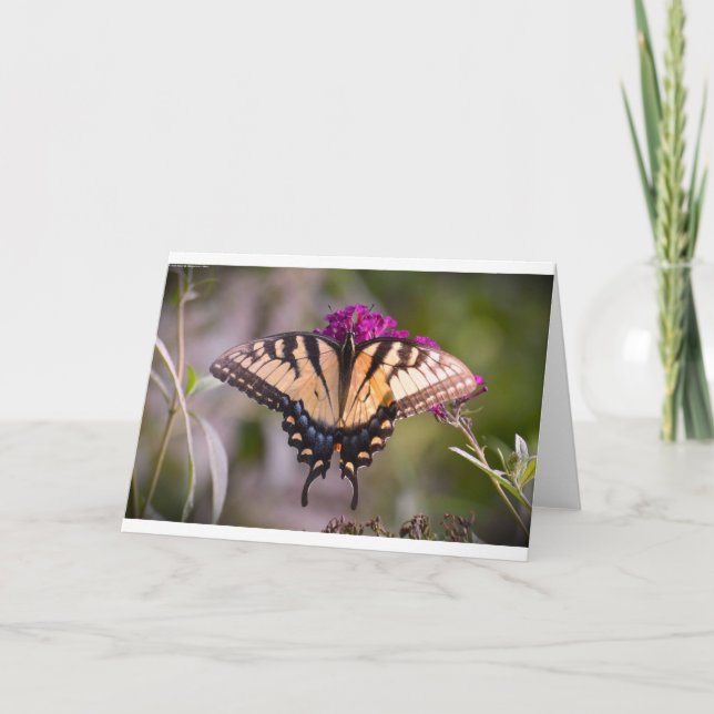 Butterfly, card (Front)