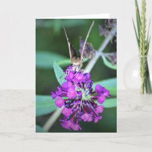 Butterfly, card