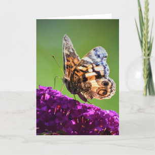 Butterfly, card