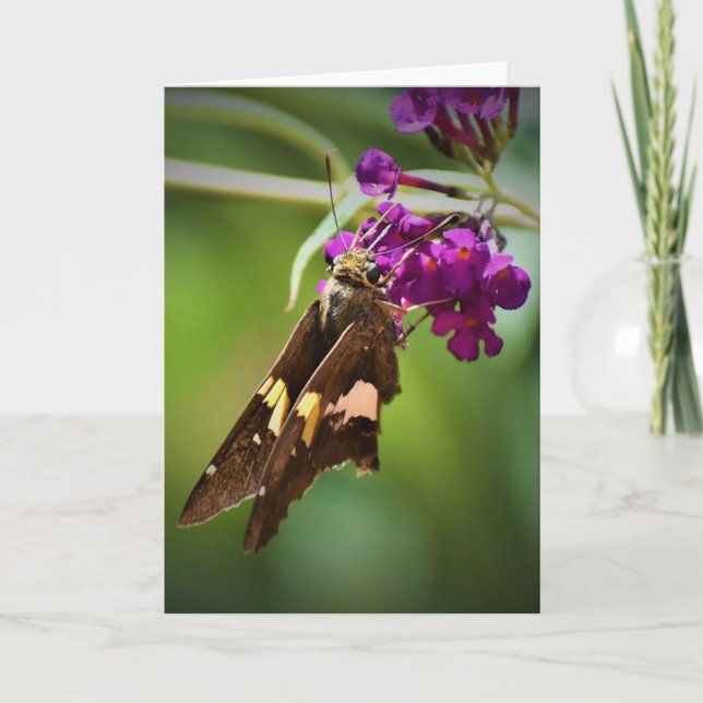 Butterfly, card (Front)