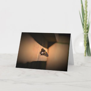 Butterfly, card
