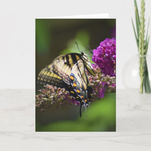 Butterfly, card